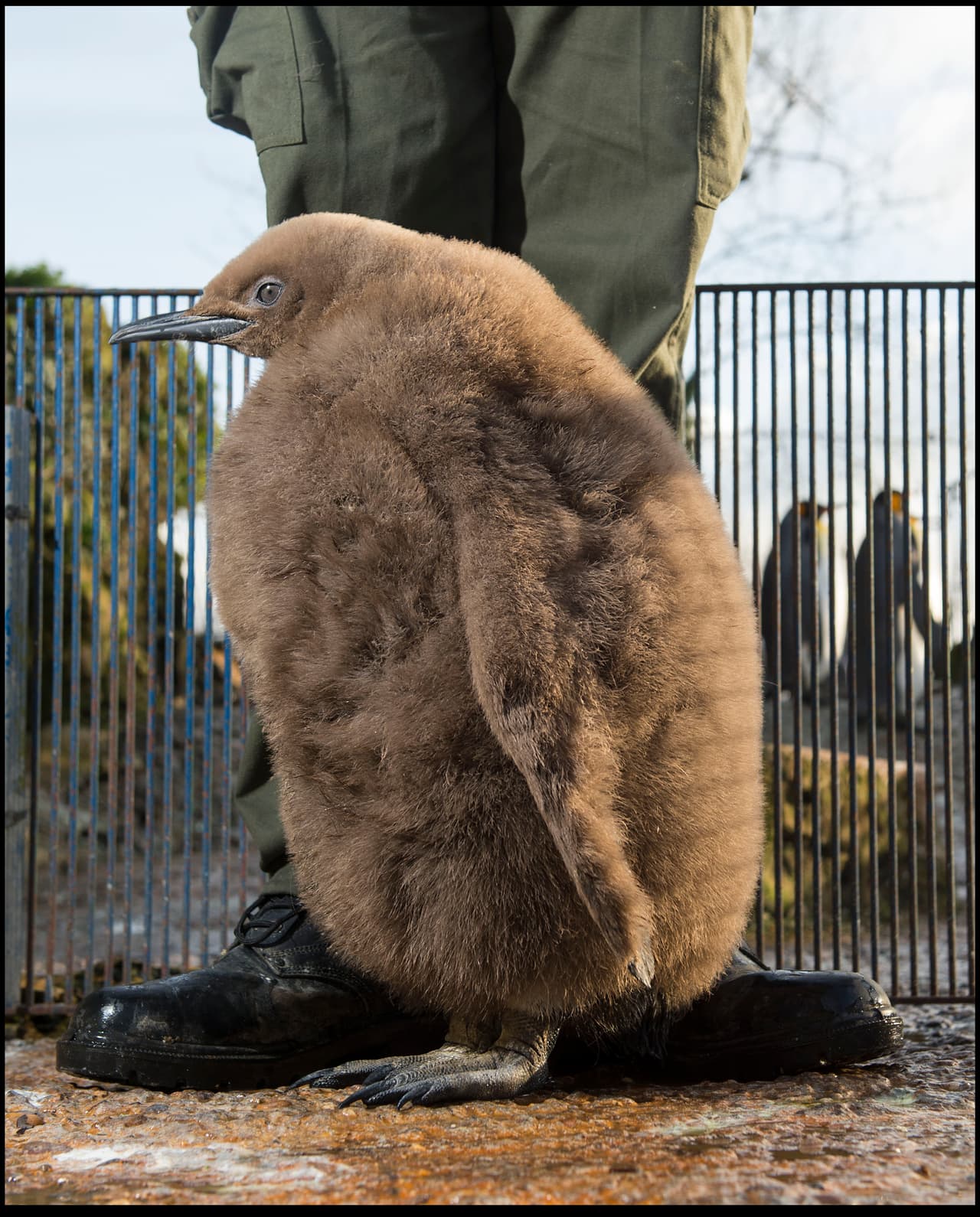 Chalotte no se da cuenta que su especie pasa mucho tiempo bajo el agua.