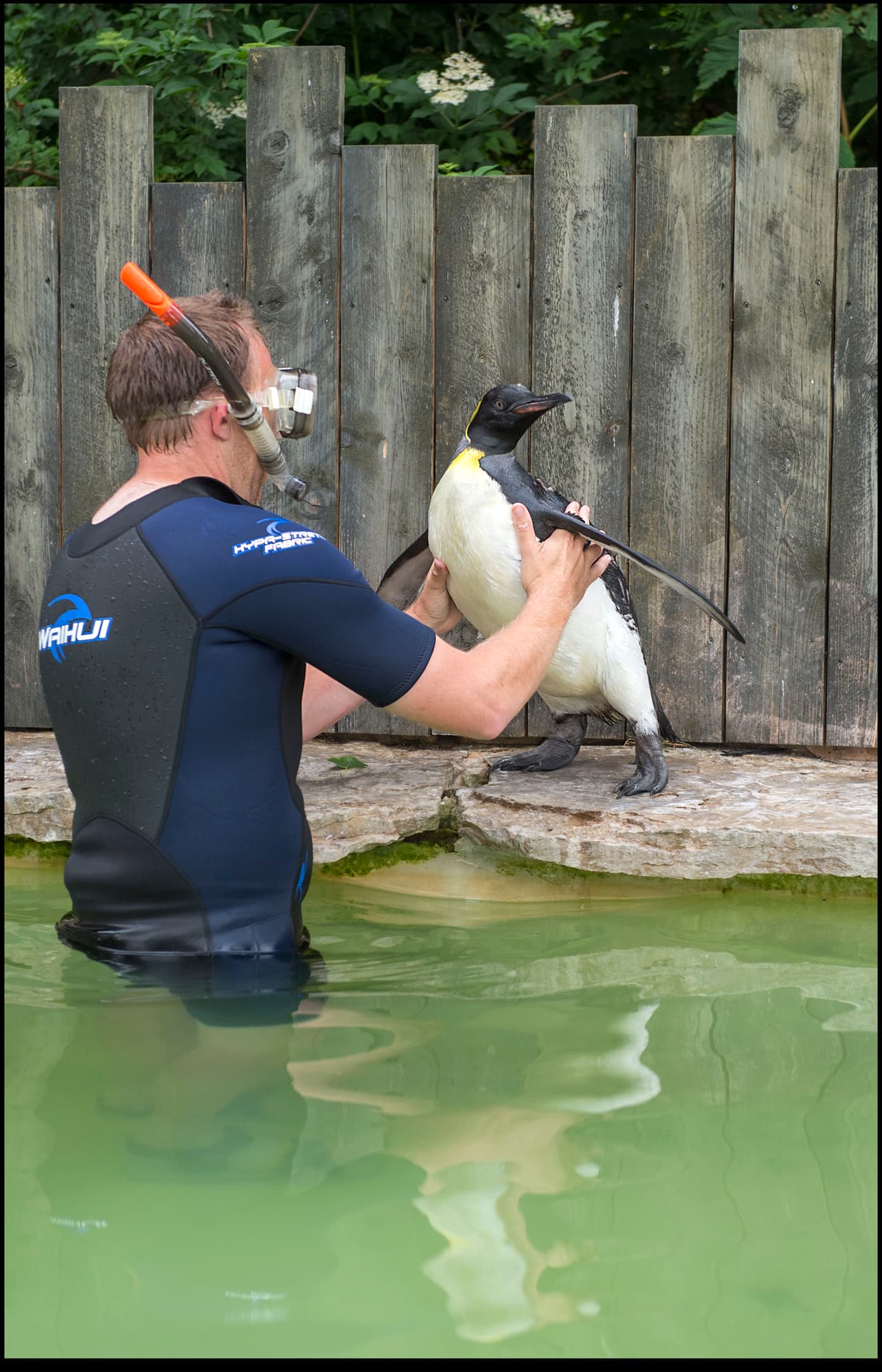 Ella vive en un parque acuático y ha sido cuidada por Alistair Keen.