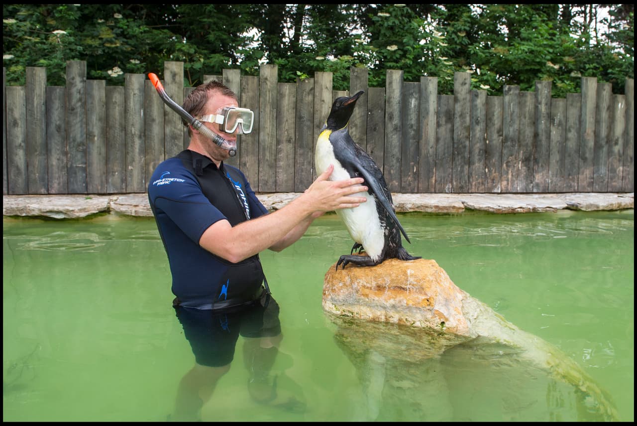 La hidrofóbica pingüino la pasa mal cuando es hora de nadar.
