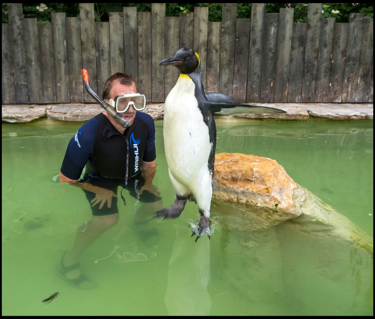 El comportamiento de la pingüino está trayendo problemas.