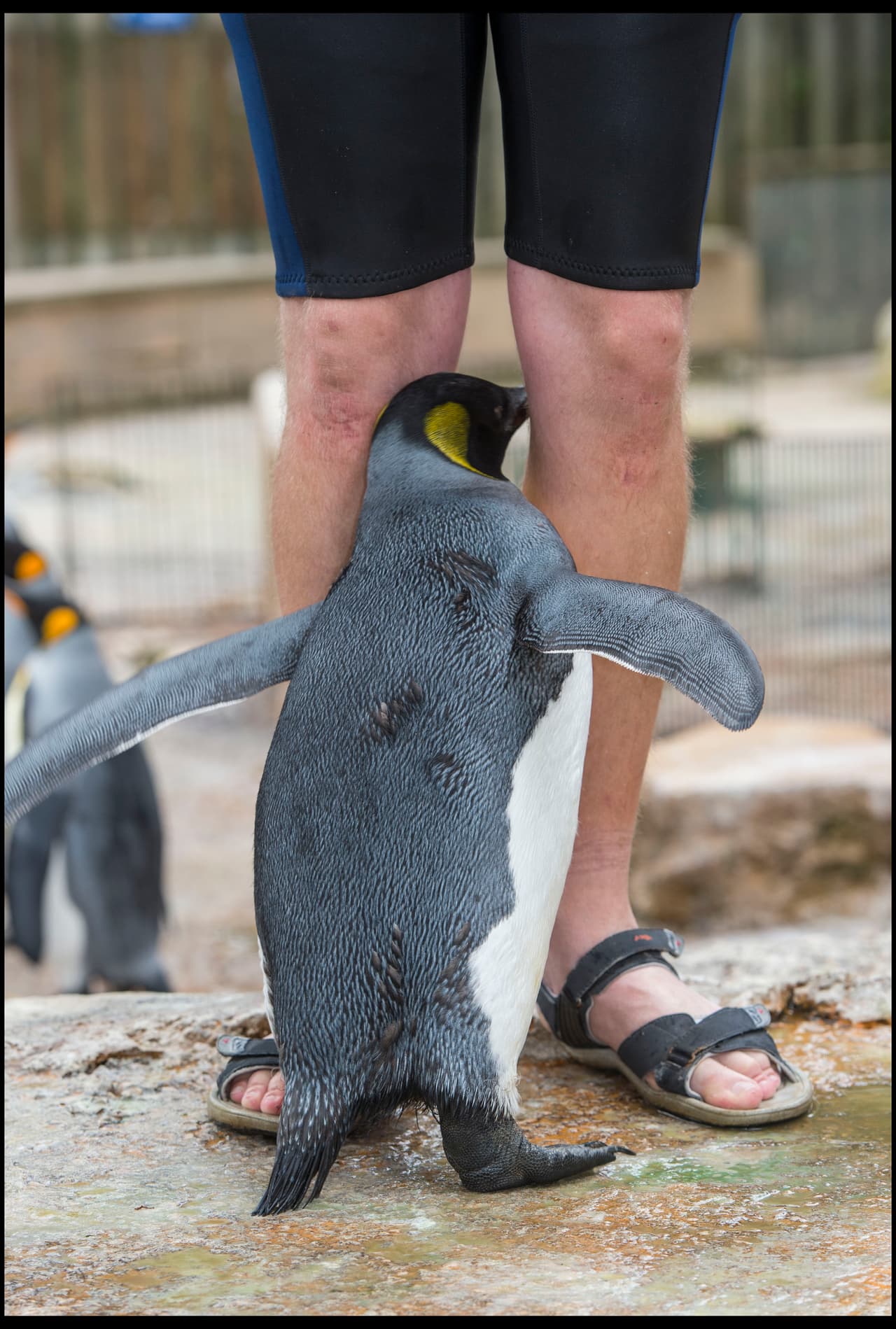 Ella responde al nombre de Charlotte.