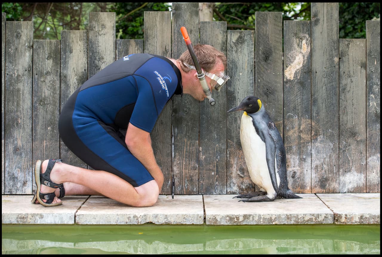 La señorita pingüino teme por su vida cuando entra al agua.