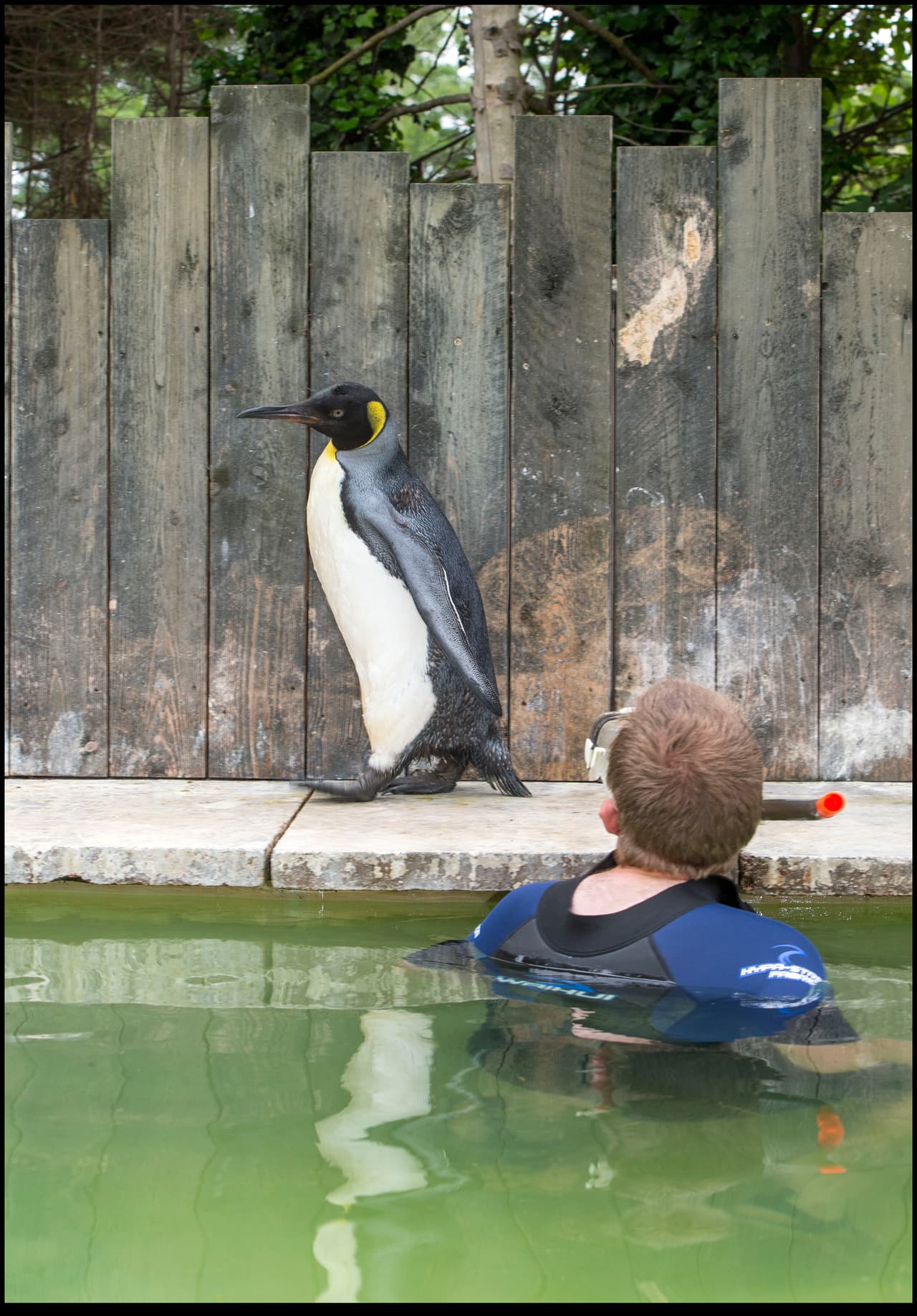 Esta pingüino tiene una fobia bastante común.