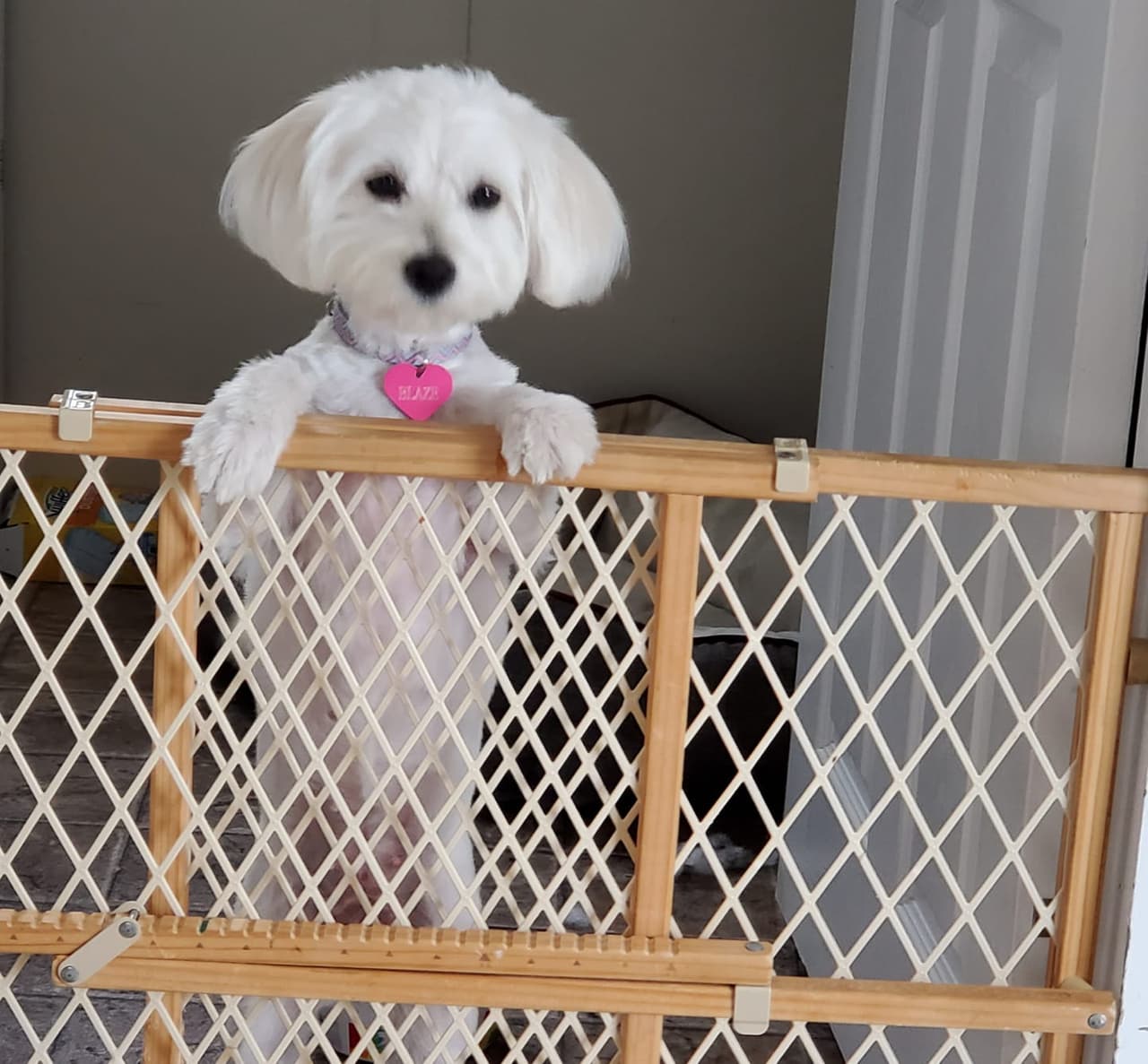 "Mi perrija hermosa la amamos es dulce, educada y besucona" cuenta María Sonia.