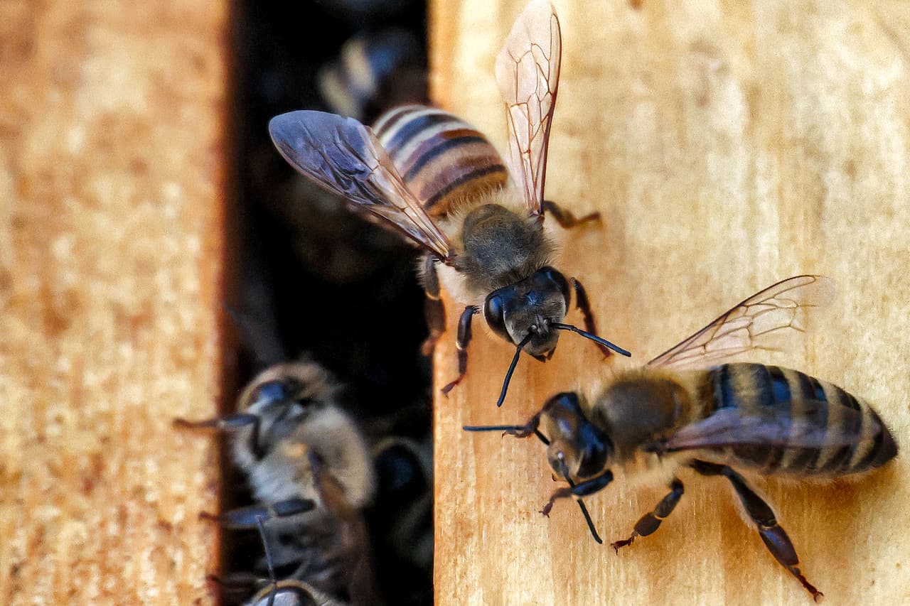 Abejas producen miel en colores “antinaturales”.