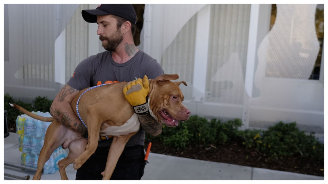 Perros no podrán ser discriminados por su raza o tamaño, según nueva ley de Florida