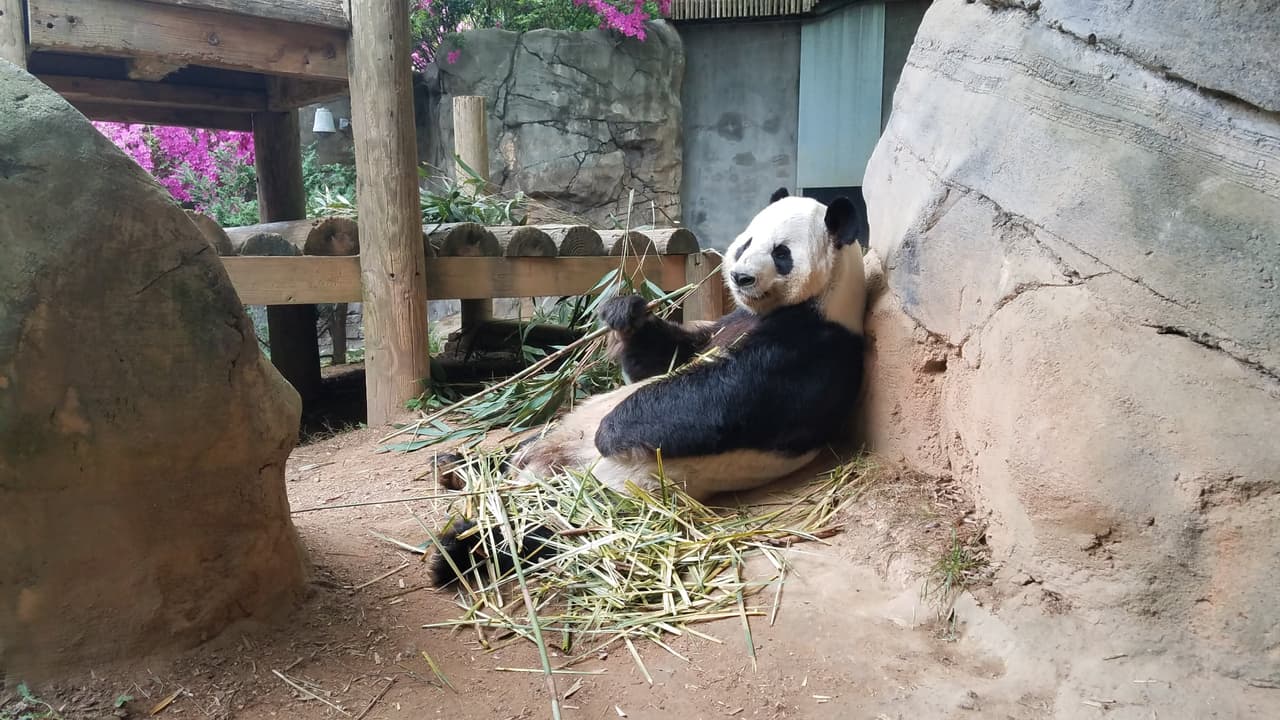 <b>MÁS OPCIONES AL AIRE LIBRE</b>: Con la primavera en su mejor momento, podrían aventurarse hacia el sur hasta Grant Park, quizás con una parada en el 
<b><a href="https://zooatlanta.org/" target="_blank">zoológico de Atlanta</a></b> para divertirse aún más.