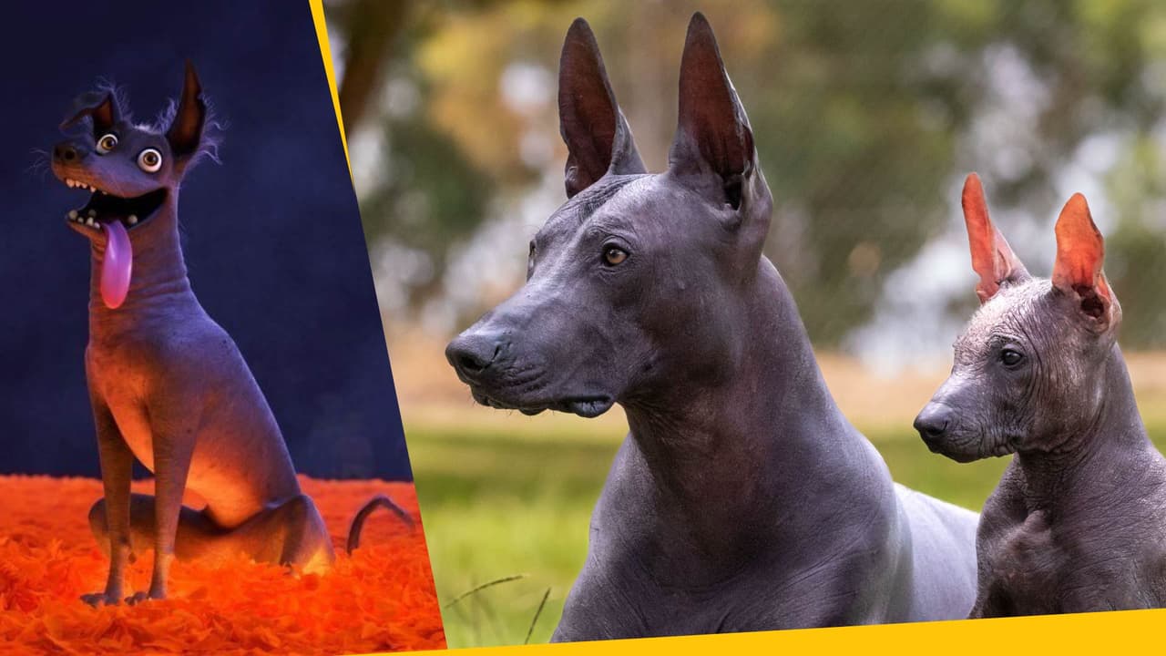 Leyenda del xoloitzcuintle y el Mictlán: ¿por qué se relaciona con el Día de Muertos?