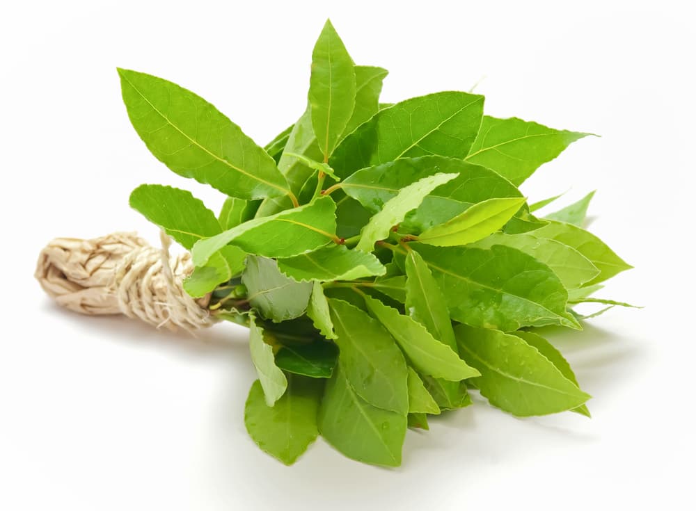 Hay gente que, así como las palmas, acostumbra llevar los domingos de Ramos a la iglesia mucho laurel para que lo bendiga el sacerdote, y luego se los llevan y se guardan en casa todo el año para la protección de la vivienda y sus habitantes.