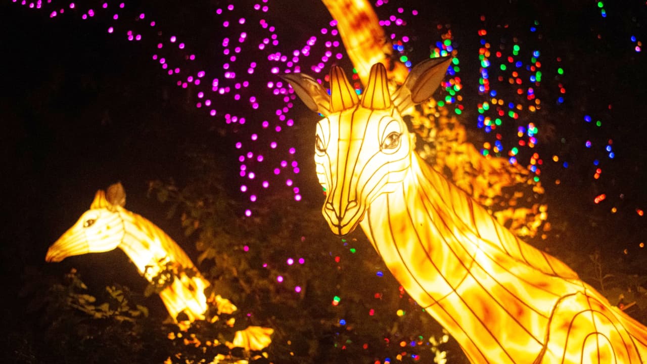 <h2 class="cms-H2-H2"></h2>
<h2 class="cms-H2-H2"><a href="https://www.univision.com/local/houston-kxln/localisimo/alumbrado-navideno-zoologico-houston-2023-fotos" target="_blank">Alumbrados del Zoológico de Houston</a></h2>
<a href="https://www.univision.com/local/houston-kxln/localisimo/alumbrado-navideno-zoologico-houston-2023-fotos" target="_blank"> </a>
<br>
<br>🗓️ Noviembre 17 de 2023 - Enero 7 de 2024.
<br>🕒 5:30 - 10:30 pm | Hora más tarde para entrar es a las 9:30 pm.
<br>📍6200 Hermann Park Drive, Houston, Texas 77030
<br>🎟️ El precio varía por día y por hora, pero inician en $27.95
<br>🅿️ Gratis