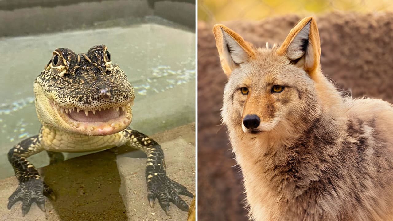 “Boo at the Zoo” es ese tipo de plan donde 
<b>Halloween se vuelve un recuerdo bonito</b>. No hay gritos ni oscuridad, solo niños felices, disfraces coloridos y un zoológico vestido de fiesta. 
<br>
<b>Entre dulces, animales y fotos</b>, esta cita anual en Fort Worth demuestra que celebrar también puede ser tranquilo, alegre y con sentido. 
<br>Y si te quedas con ganas de más, ya sabes:
<b> el zoológico siempre tiene algo nuevo que contar.</b>