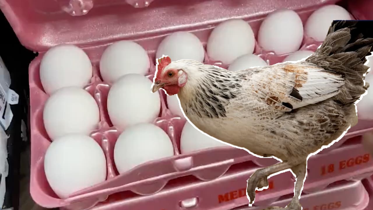 Lista de granjas del Metroplex de DFW donde podrás comprar gallinas y huevos más baratos