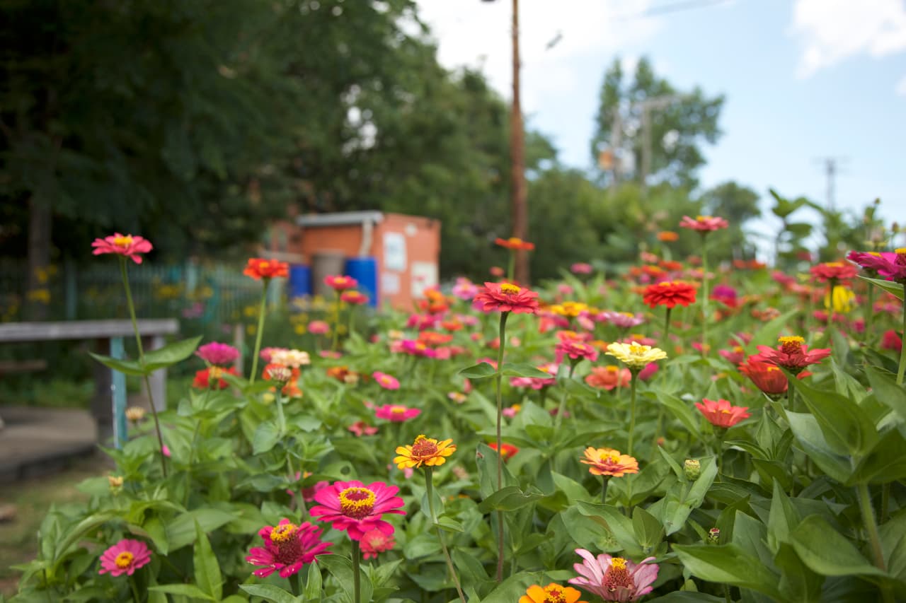 El área donde se encuentra este vibrante jardín comunitario llamado "El paseo" alguna vez fue un terreno abandonado al oeste de Chicago. Sin embargo, hoy en día es un lugar donde personas de todas las edades conviven, aprenden y cosechan sus propios alimentos.