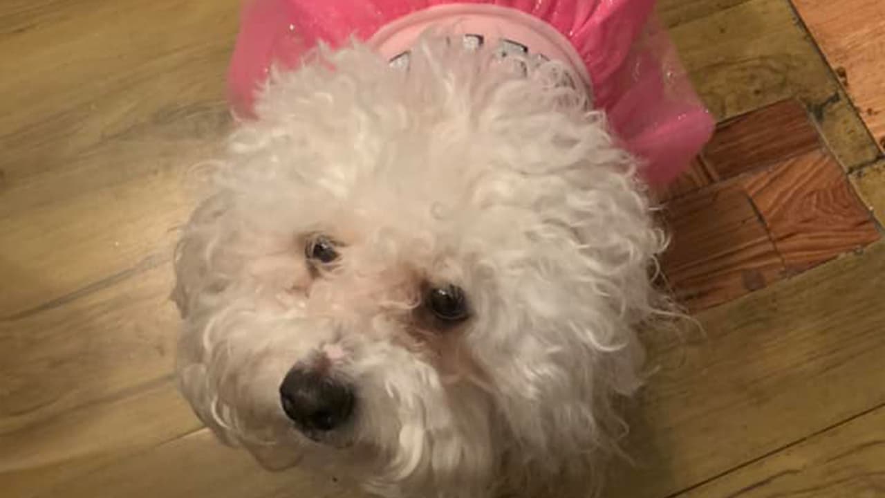 También esta fecha se basa para recordar la importancia de adoptar animales.