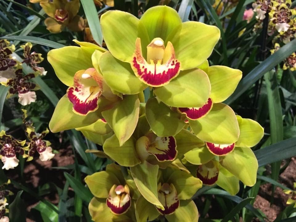 Algunas orquídeas dependen principalmente o totalmente de la autopolinización, especialmente en regiones más frías donde los polinizadores son particularmente raros.