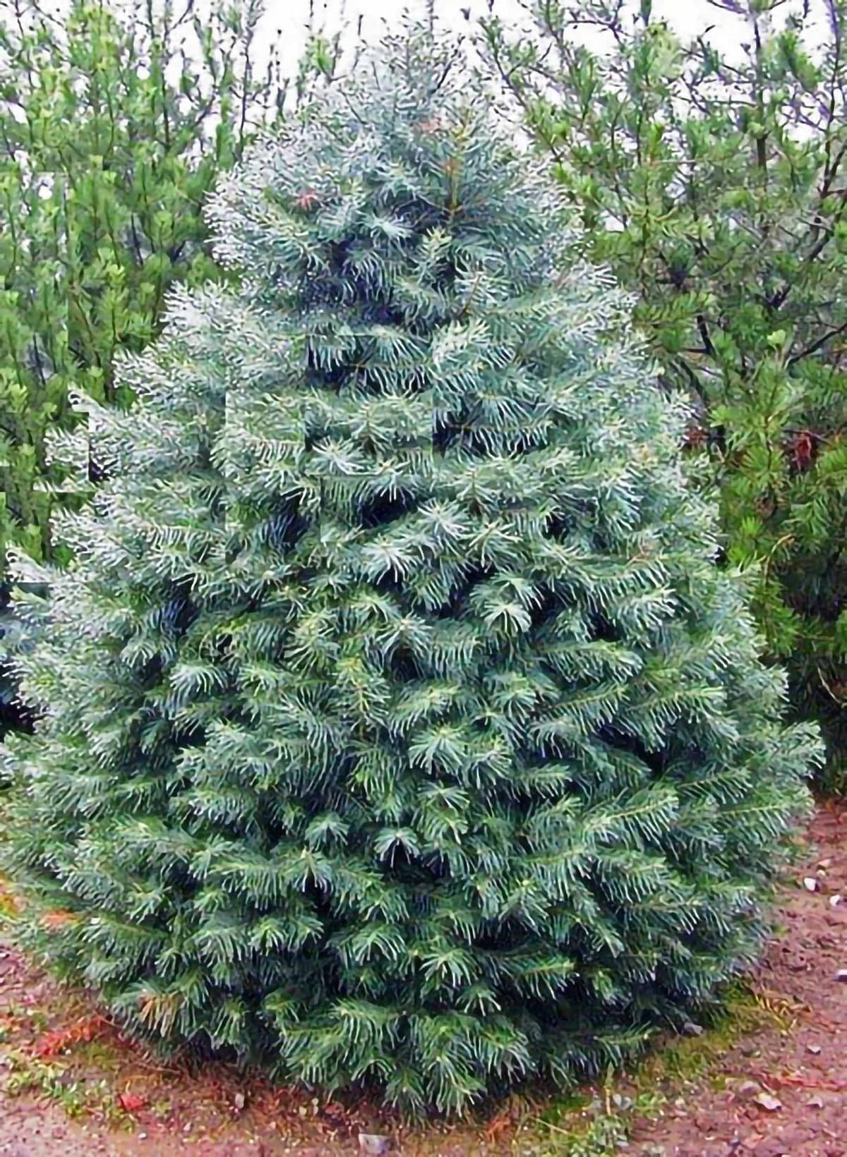 <b>Abeto Concolor: </b>Más comúnmente conocido como White Fir, este árbol de hoja perenne se distribuye ampliamente por todo el suroeste de los Estados Unidos, desde las Montañas Rocosas de Colorado y Nuevo México en el este, hasta la cordillera de Sierra Nevada de California en el oeste. Su follaje suave, de color azul plateado, con agujas aplanadas de dos a tres pulgadas de largo, tiene un aroma cítrico distintivo. Su color sobresaliente y su excelente retención de la aguja lo convierten en un árbol de Navidad cada vez más popular.