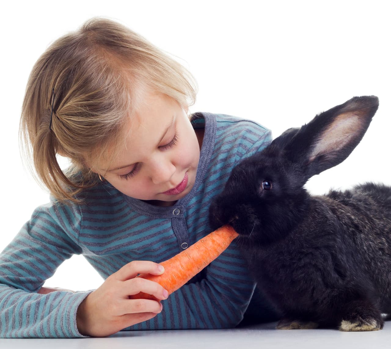 Nutrición. Es uno de los grandes factores en la vida de los animales y elegir la comida correcta hará que esté en forma.