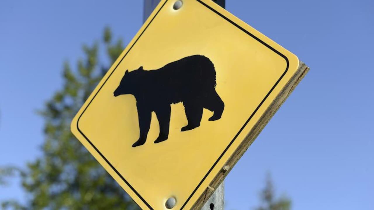 Piden a personas ser más conscientes para evitar ataques de oso como el de Lake Tahoe