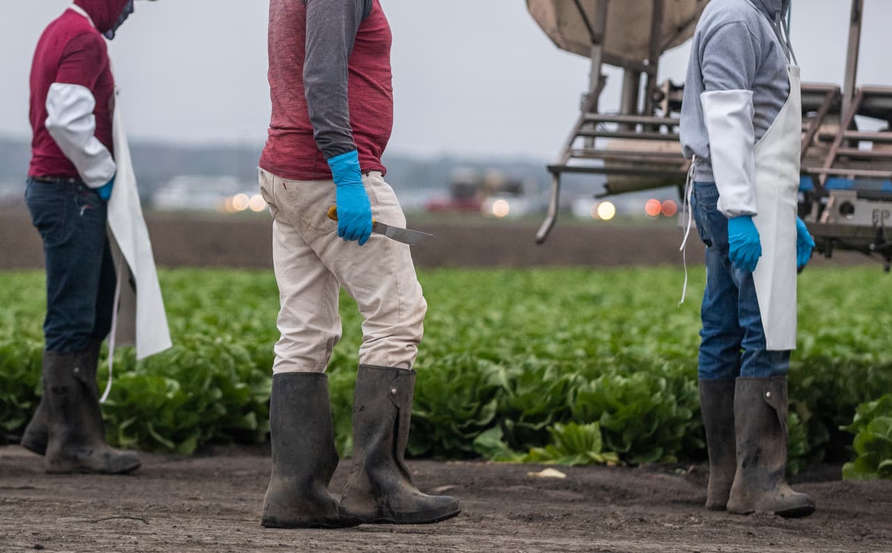 Ante el alza de los casos de covid-19, crean una alianza sin precedentes en California para proteger a los trabajadores agrícolas