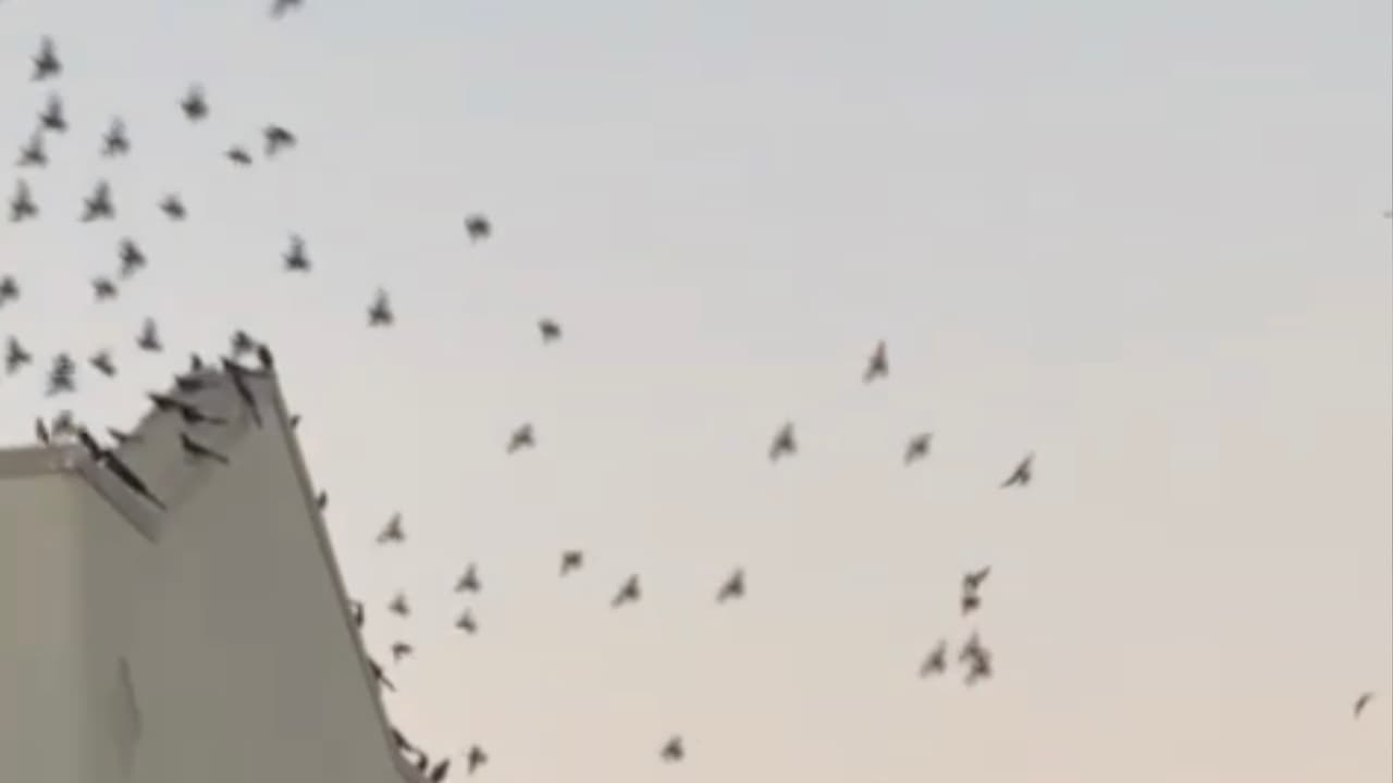 El experto asegura que la gran cantidad de aves se debe a la mezcla entre los que están migrando y los que viven en la región.