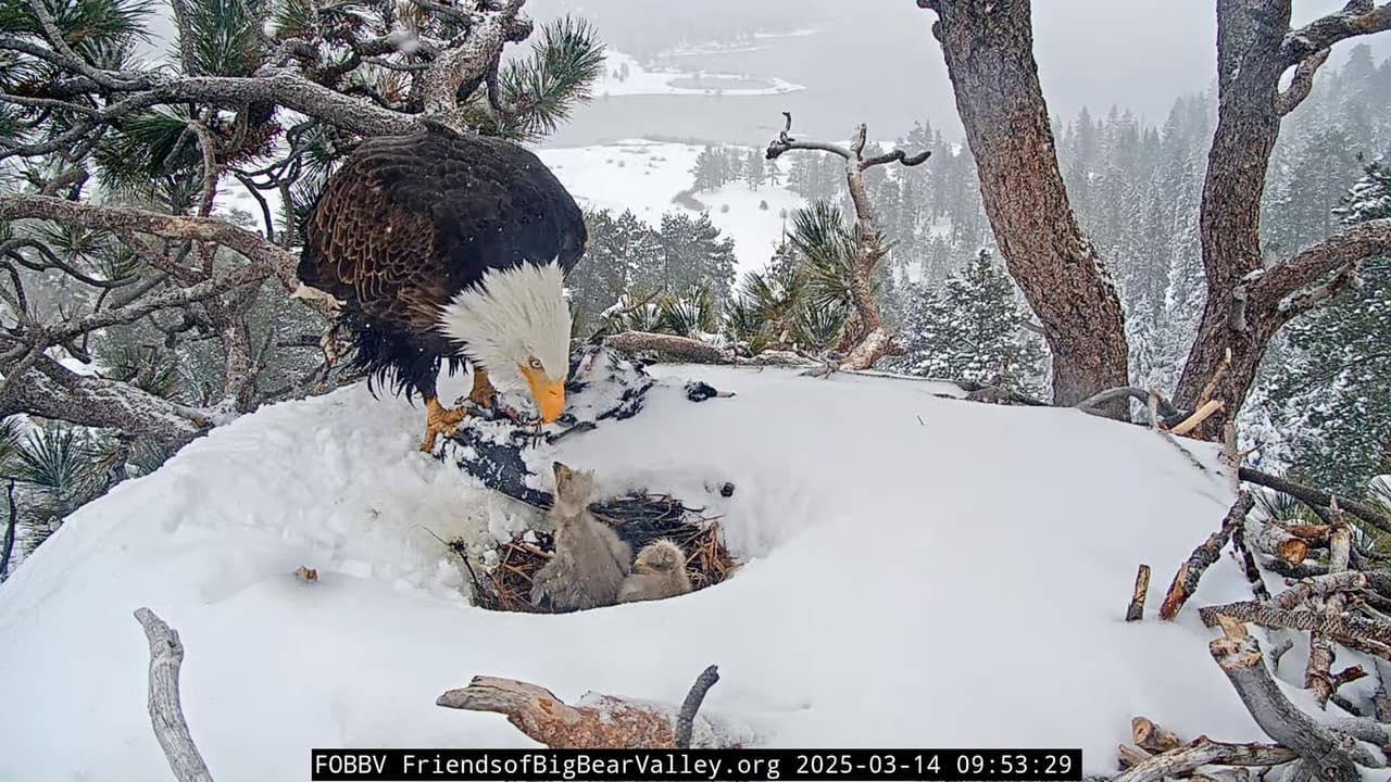 El pasado viernes, la organización sin fines de lucro publicó un comunicado reconociendo que
<b> sólo se pudieron ver <a href="https://www.univision.com/local/los-angeles-kmex/jackie-y-shadow-tercer-aguilucho-deja-atras-cascaron-big-bear-fotos" target="_blank">dos de los tres aguiluchos</a>, </b> tras la última tormenta que alcanzó el nido, el jueves 13 de marzo, por la noche.