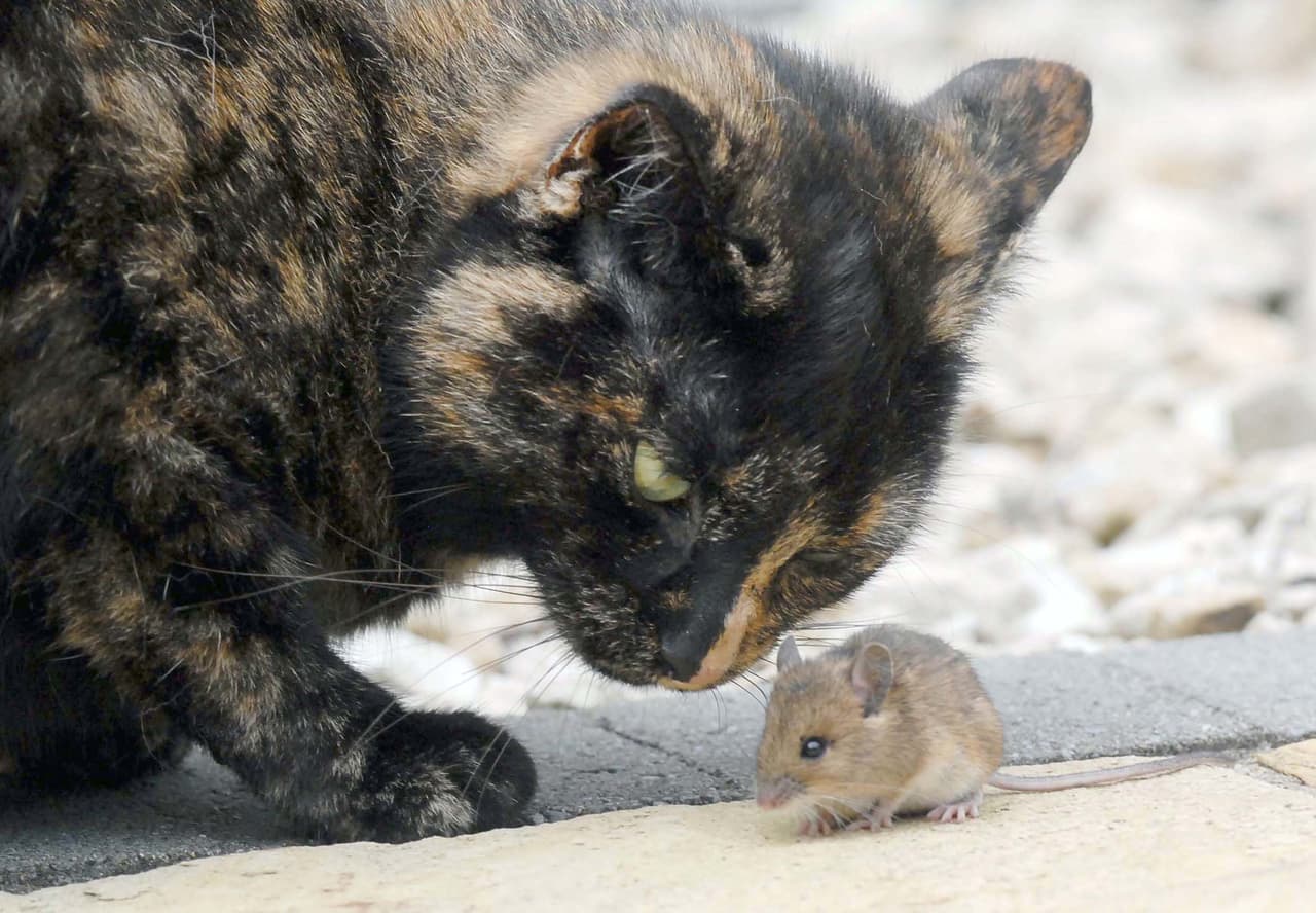 Estos adorables amigos probablemente harán muchas travesuras ahora que se conocen.
