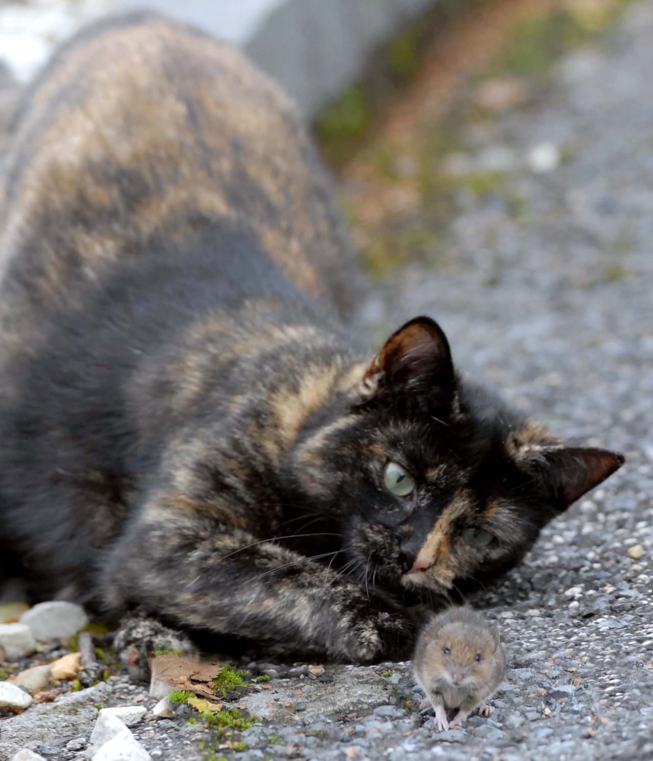 ¡Mira la cara de Lala disfrutando a su nuevo amigo!