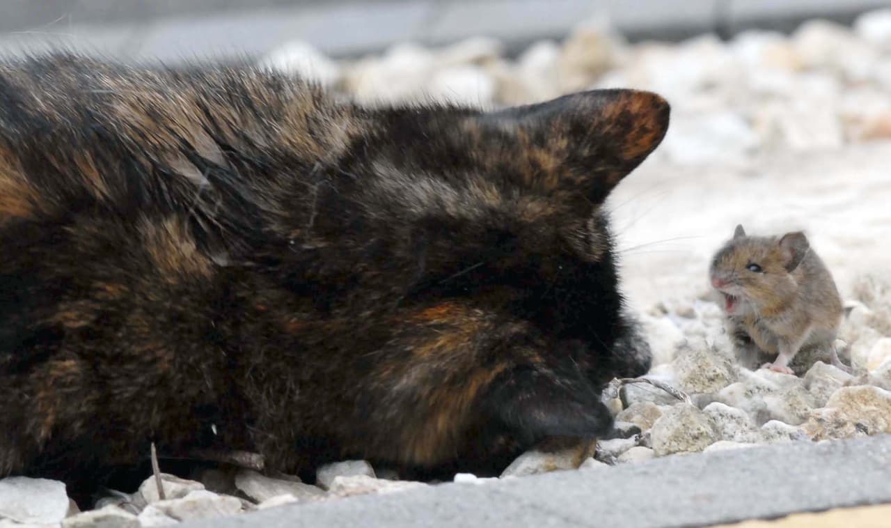 La adorable Lala no quería dejar ir a su nuevo amigo.