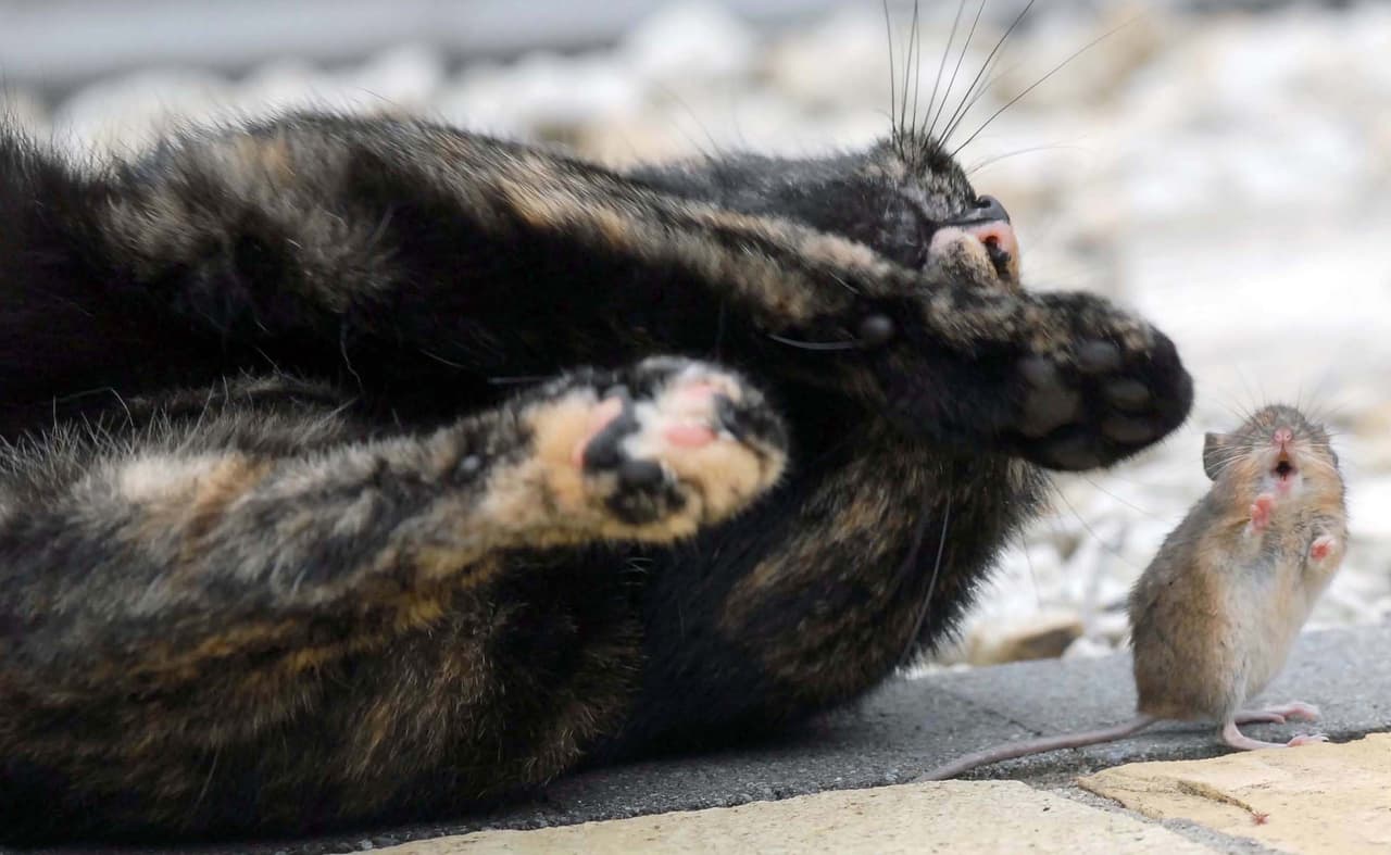 ¡Esta adorable gatita se hizo buena amiga de un ratón!