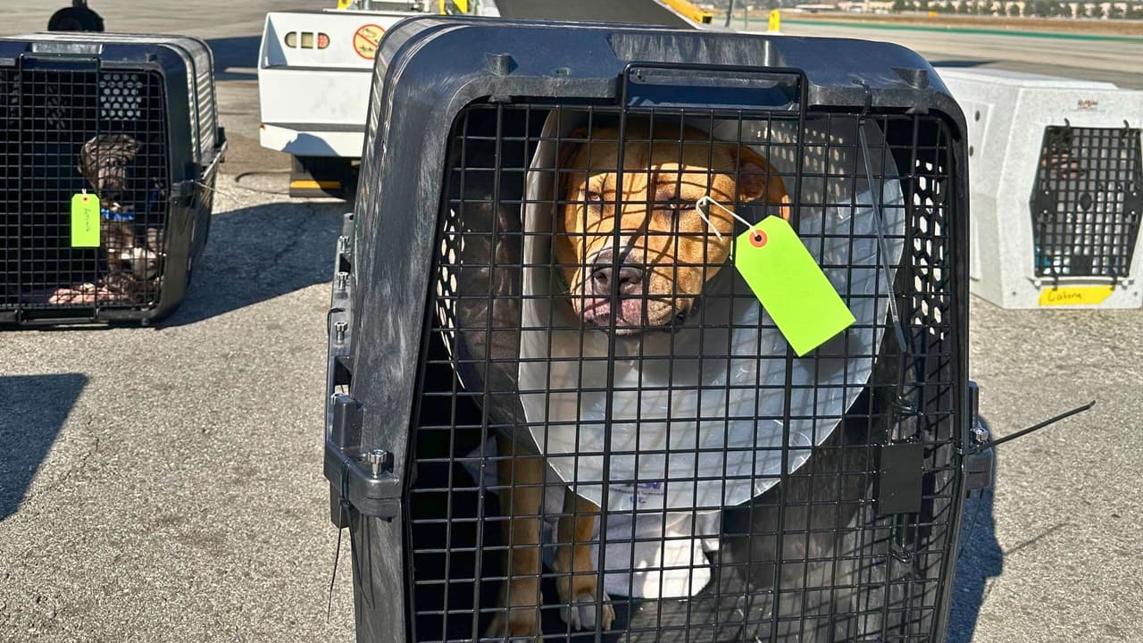 <b>🌟 Unidos por la esperanza: </b>Este esfuerzo es un verdadero testimonio de lo que significa comunidad. Cuando una crisis golpea, Texas no solo responde, ¡sino que se levanta con compasión y acción! “Cuando la tragedia golpea, North Texas se levanta para ayudar”, dijo un portavoz de HSNT 👏