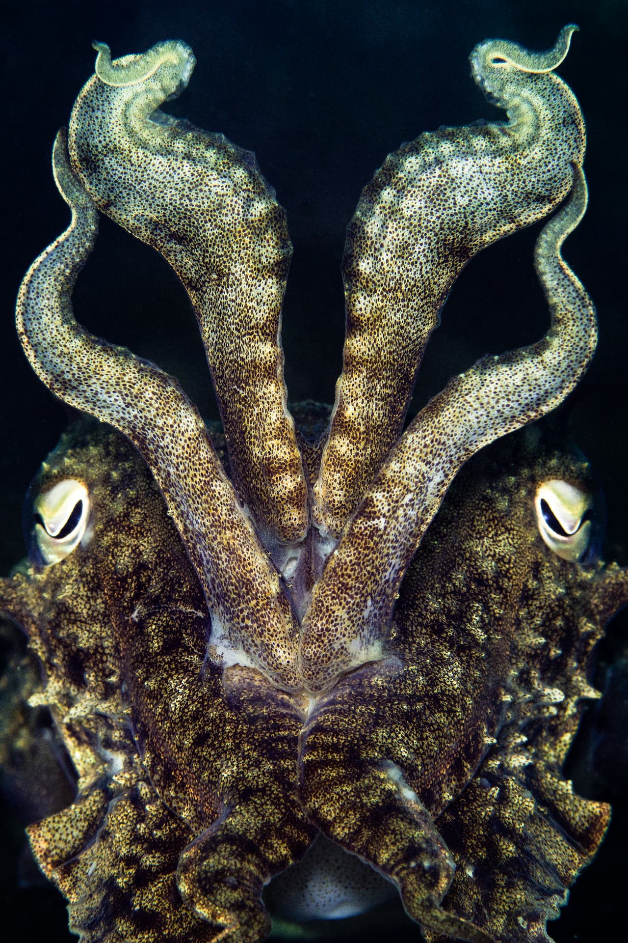 Despliegue de dragón - Ganador, categoría aguas británicas con macro. Esta sepia común (
<i>Sepia officinalis</i>) despliega sus tentáculos y cambia de color para camuflarse... o advertirle a la fotógrafa británica Kirsty Andrews que no se acerque.