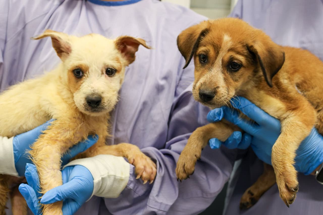 La organización
<b>Austin Pets Alive!</b>, que ha estado trabajando desde el inicio del desastre, coordinó estrechamente con PAWS Chicago para facilitar el traslado de los animales desde las zonas más afectadas.