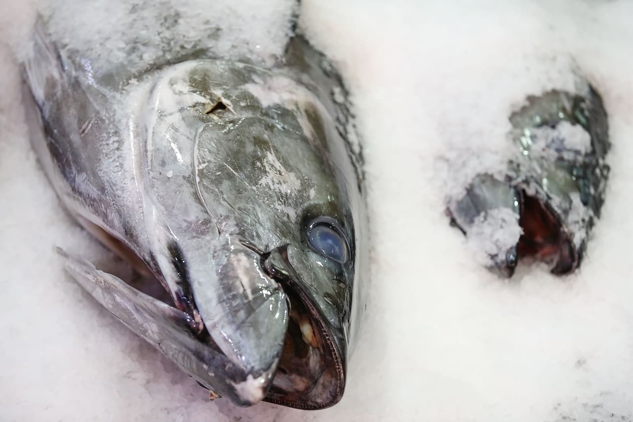 Sus ojos deben ser claros, sin opacidades. También tienen que sobresalir un poco.