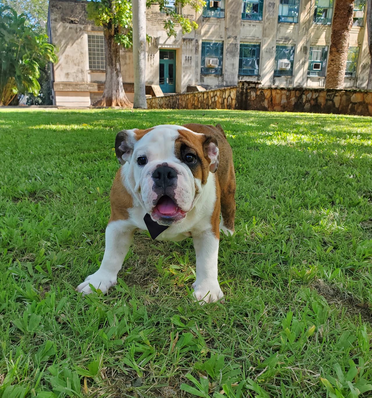 La mascota fue donada a la Asociación y Fundación Alumni CAAM por el doctor Michael Cabán Soto, médico emergenciólogo aguadillano, quien al obsequiar el perrito, expresó que el valor que le ha dado el RUM a la isla ‘no tiene precio’.