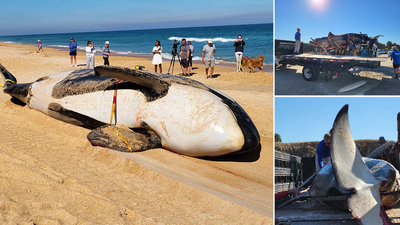 Descartan interacción humana en muerte de orca en costa de Florida; enviarán esqueleto a museo