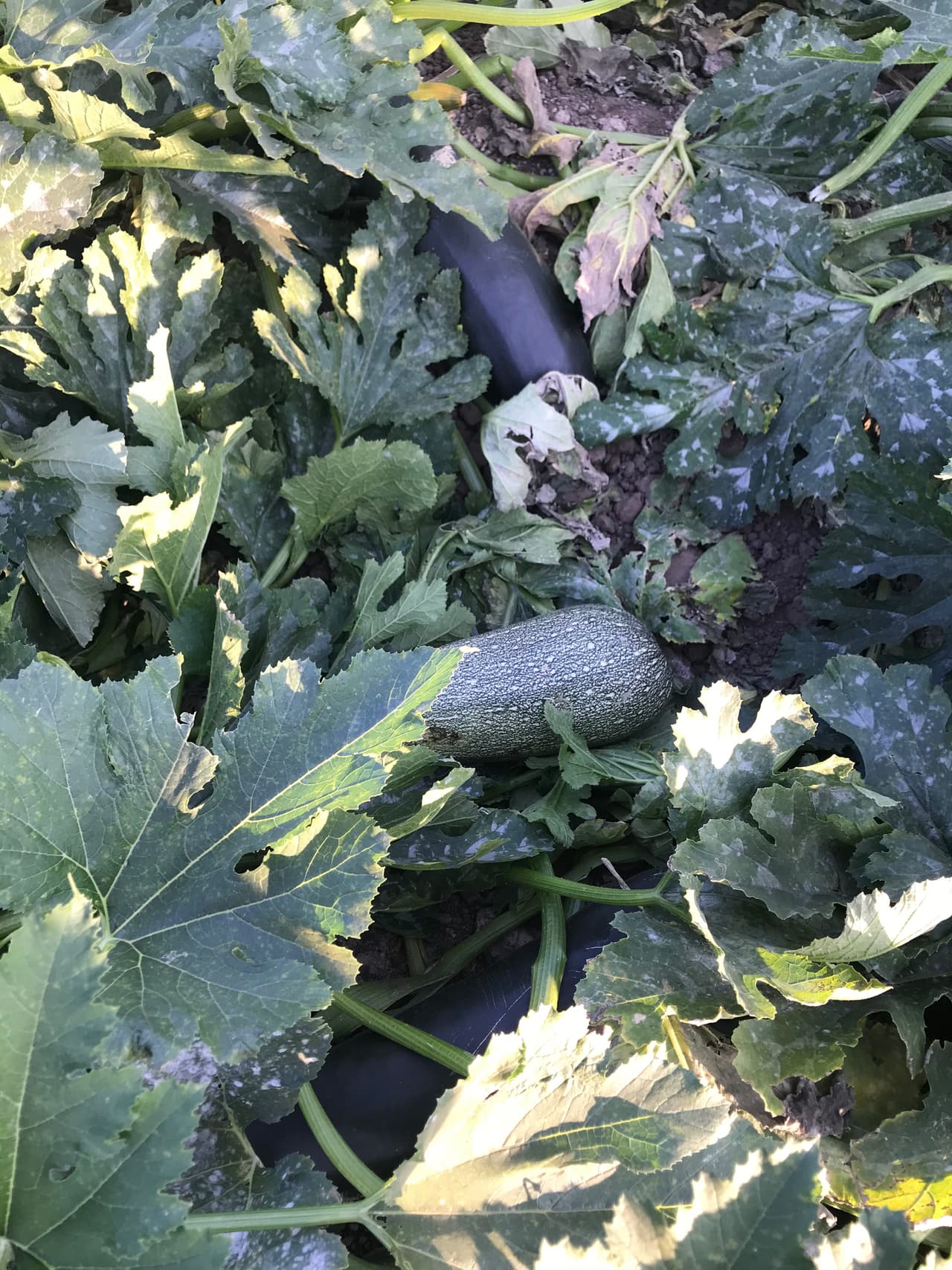 Mientras otros son oscuros y camuflados y puedes confundirlos con las grandes hojas de las plantas.