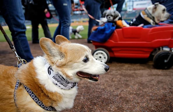 El evento anual del 'día de perros', conocido in inglés como 'dog day,' se celebró este martes 9 de mayo en el estadio Guaranteed Rate Field, donde aficionados de los White Sox tuvieron la oportunidad de llevar su perro al parque.