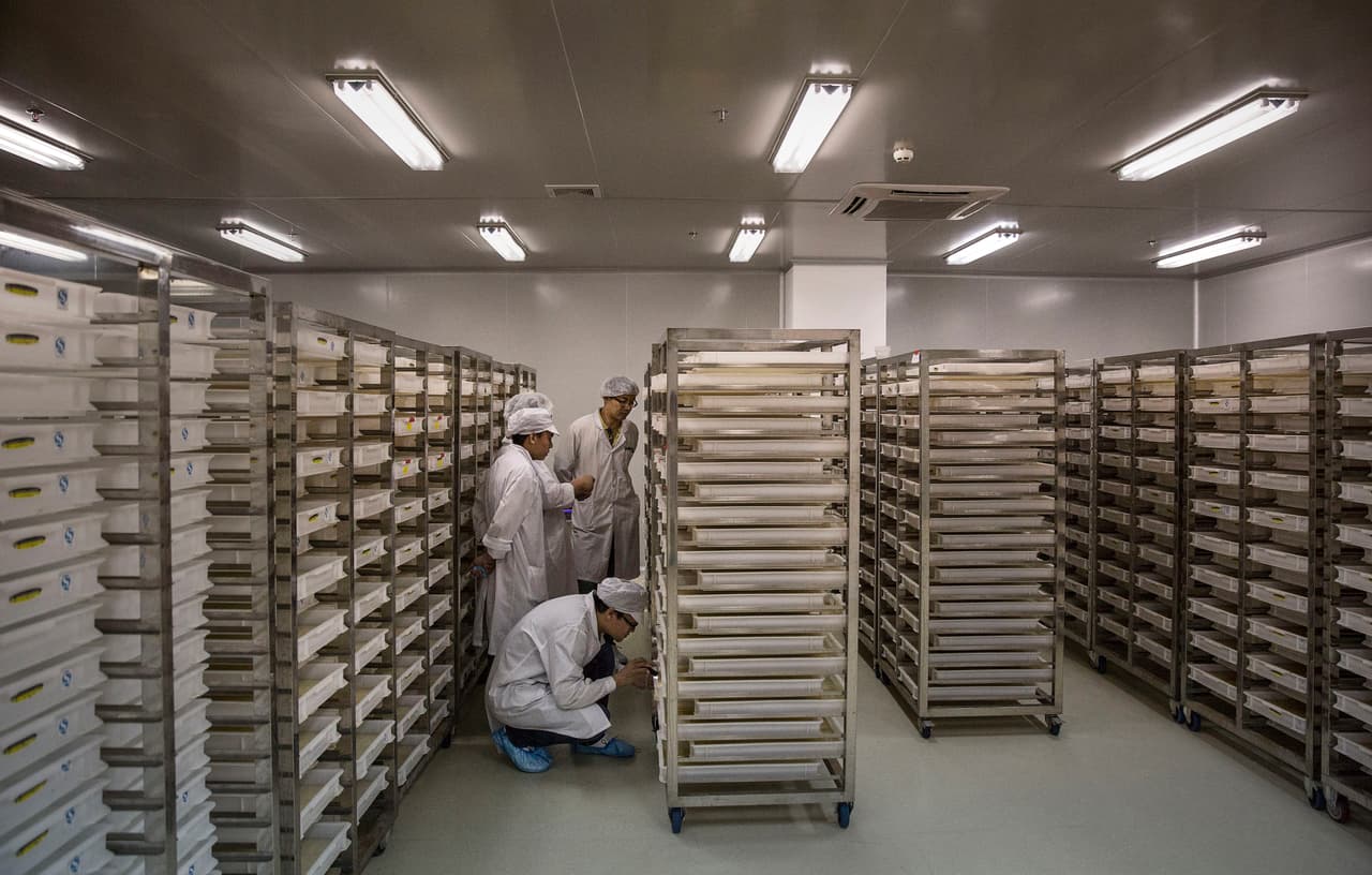 El laboratorio afirma que han reducido en 99% la población de Aedes albopictus o mosquito tigre asiático.