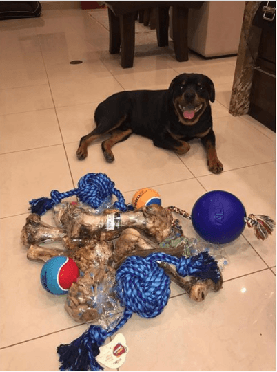 Sus nombres son Ace, Deuce y Jack Jack.