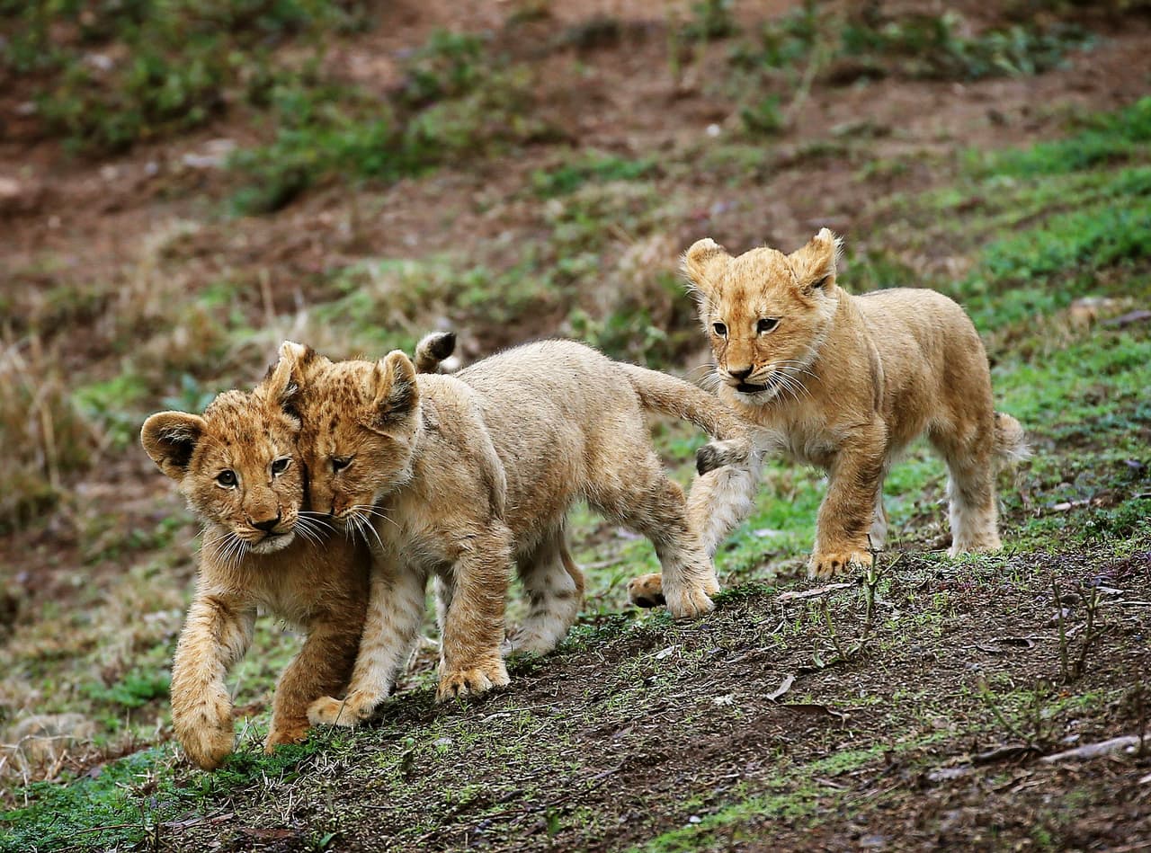 ¡Hasta para él es difícil cuidar a tres jóvenes felinos!