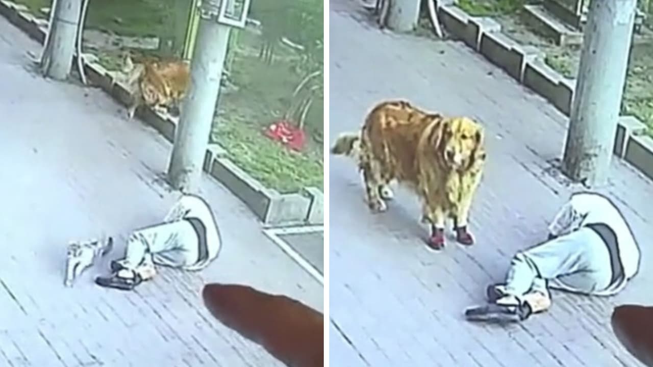 El señor salió lastimado, pero pudo recuperarse