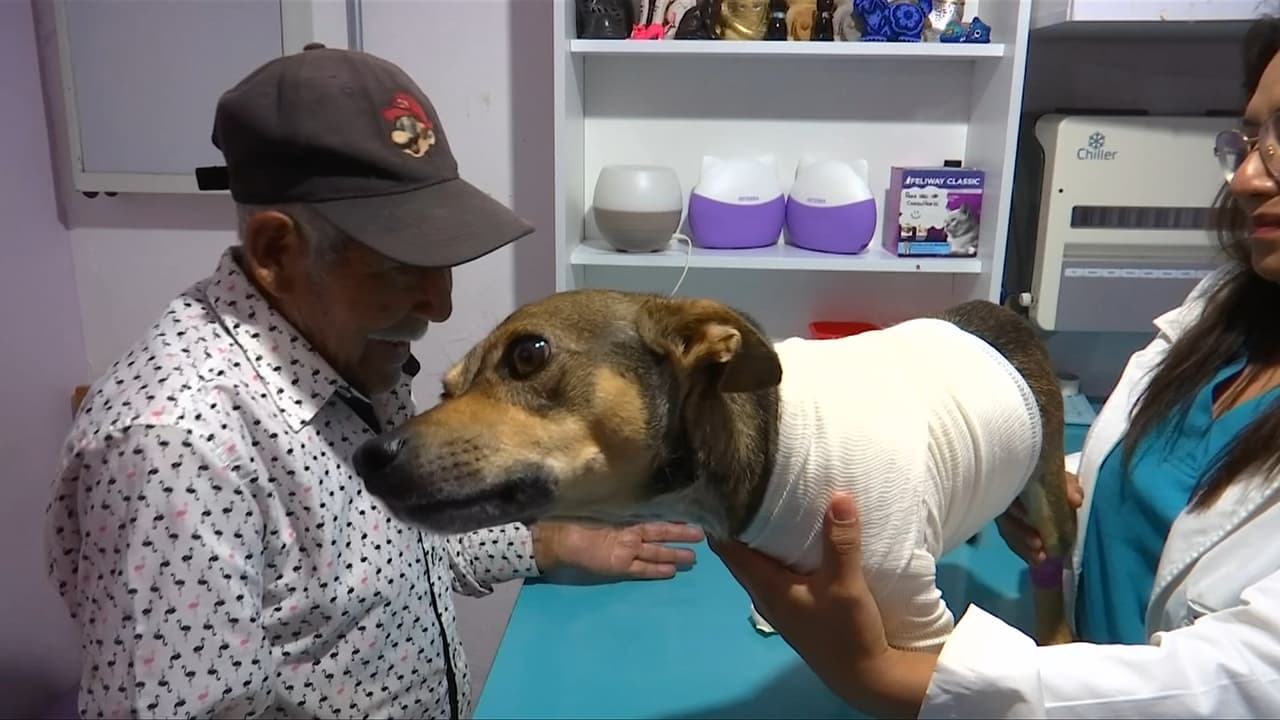 Maylo y Don Felipe: Una historia de amistad incondicional entre un perrito y un hombre de 96 años en México