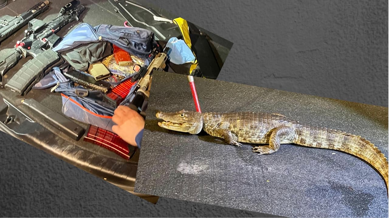 Primer avistamiento en Puerto Rico del lagarto de fuego, especie invasora que abunda en Fort Lauderdale 