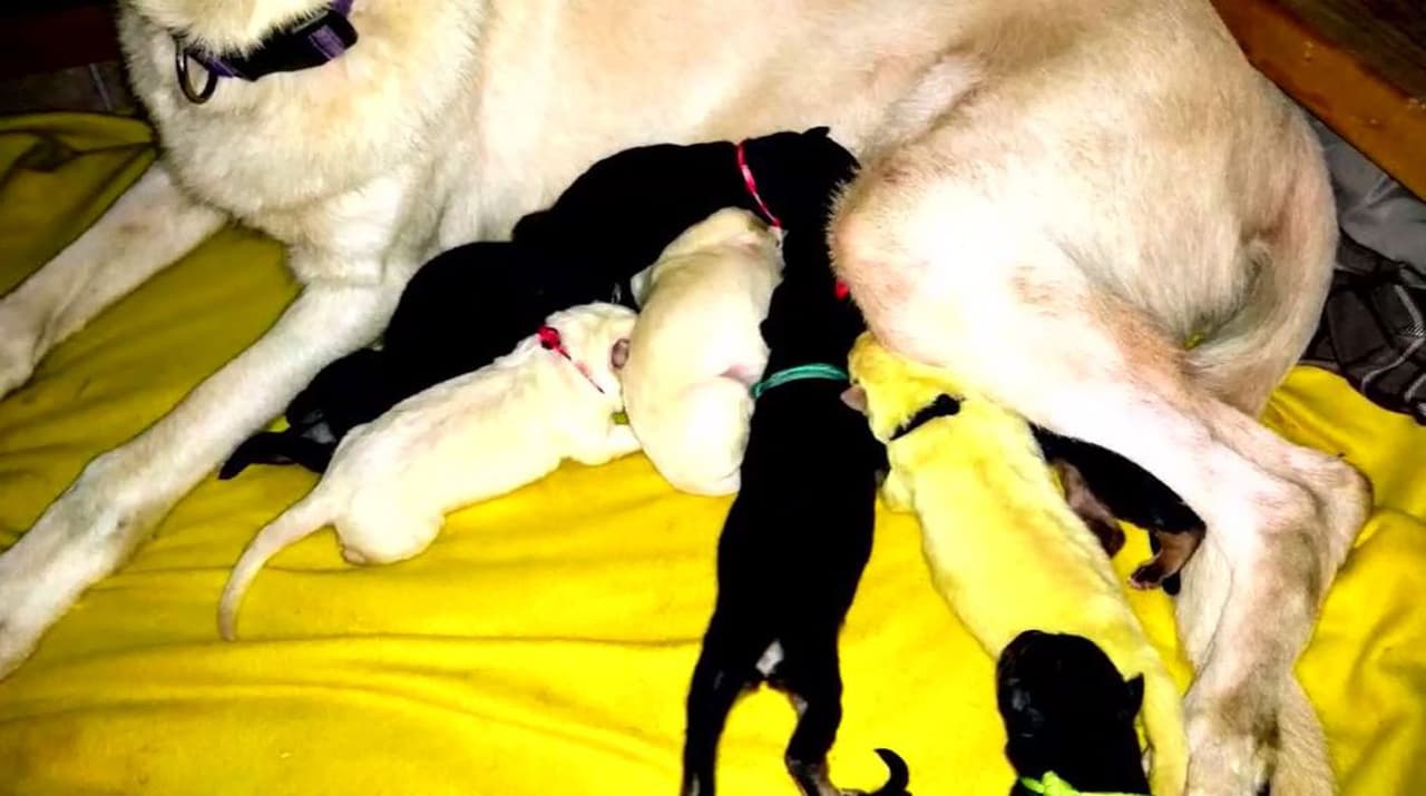 La mamá canina dio a luz a ocho cachorros el pasado viernes