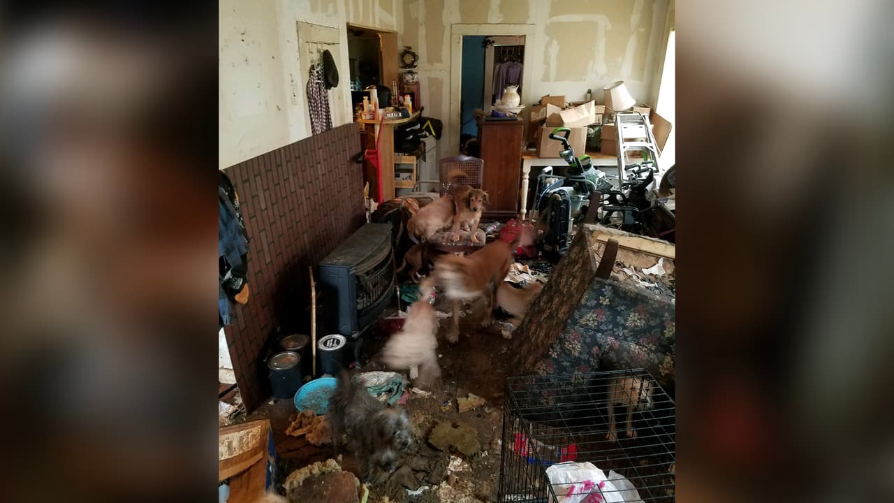 Autoridades descubrieron a los animales porque la mujer los llamó al haberse caído.