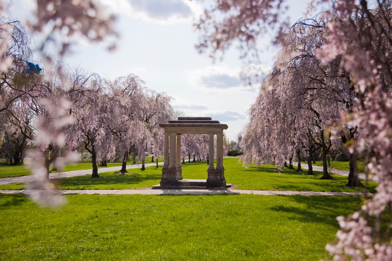 Los árboles, que son el punto focal del Festival anual de los cerezos en flor de la ciudad, se convirtieron en parte del paisaje local en 1926 cuando el gobierno japonés entregó 1,600 árboles en flor a Filadelfia en honor al 150 aniversario de la independencia de Estados Unidos.