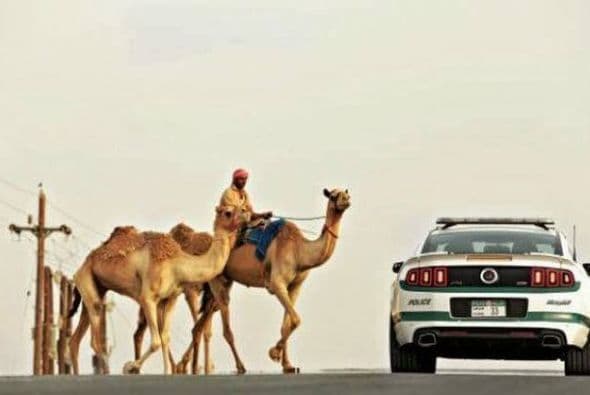 Policía de Dubai: Ford Shelby Mustang Roush- Motor V8 Supercargado 5.0 Lts Potencia 575 HP Velocidad Máxima N/A Aceleración (0-60mph) 4.5 segundos Precio US$54,500