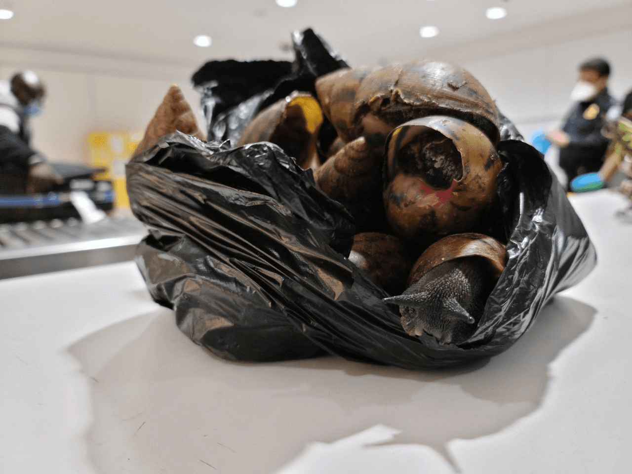 Además, los especialistas en agricultura de la CBP descubrieron alrededor de 24 libras en conjunto de cola de buey prohibida, carne de res seca, bayas de pavo, zanahoria, hojas medicinales y prekese, una especia africana tradicional y producto de plantas medicinales.