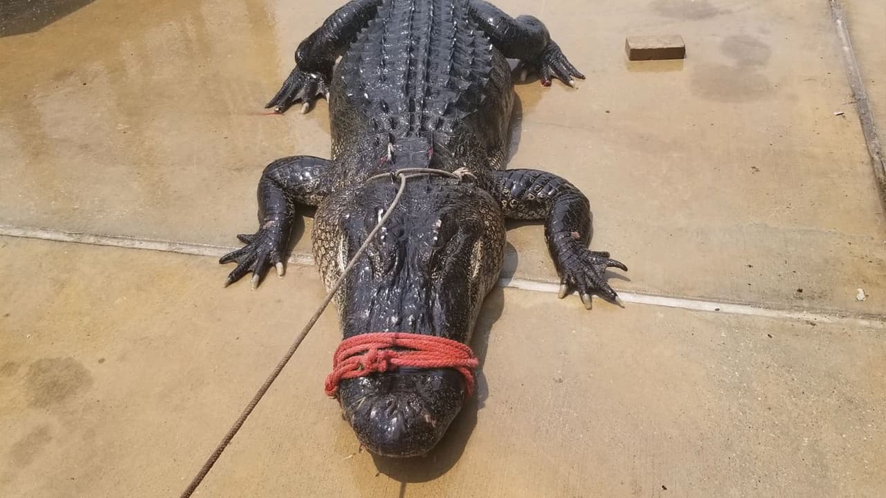 El animal fue hallado en un drenaje cerca del parque Pecan, Texas, donde normalmente niños van a jugar béisbol.