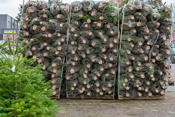 Si talar tu propio árbol de Navidad ha estado en su lista de deseos, el 2020 puede ser el año en que lo hagas realidad.